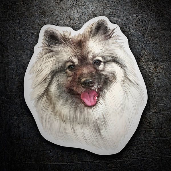Autocollants: Spitz Poméranien