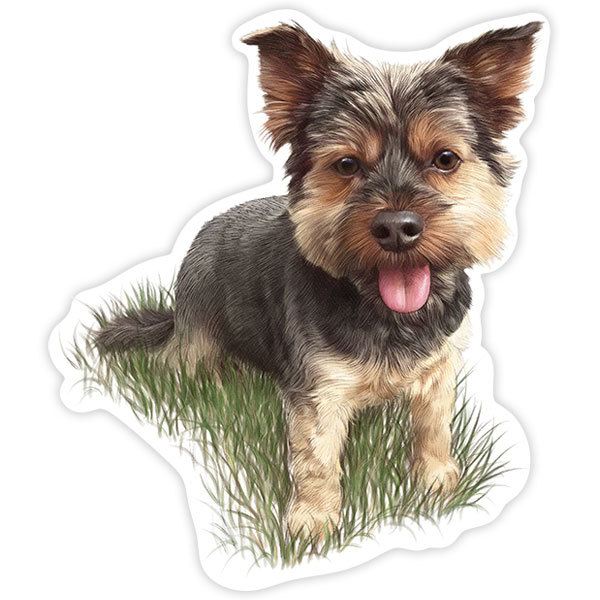 Autocollants: Yorkie Joueur