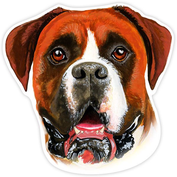Autocollants: Boxer