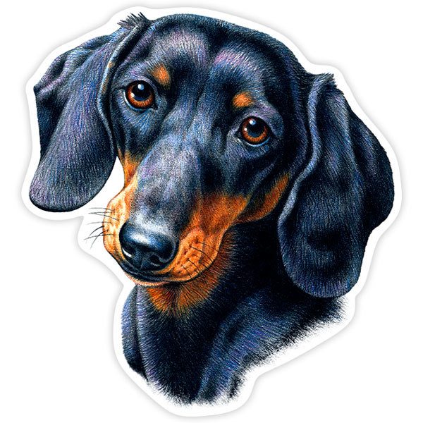 Autocollants: Teckel (Chien Saucisse)
