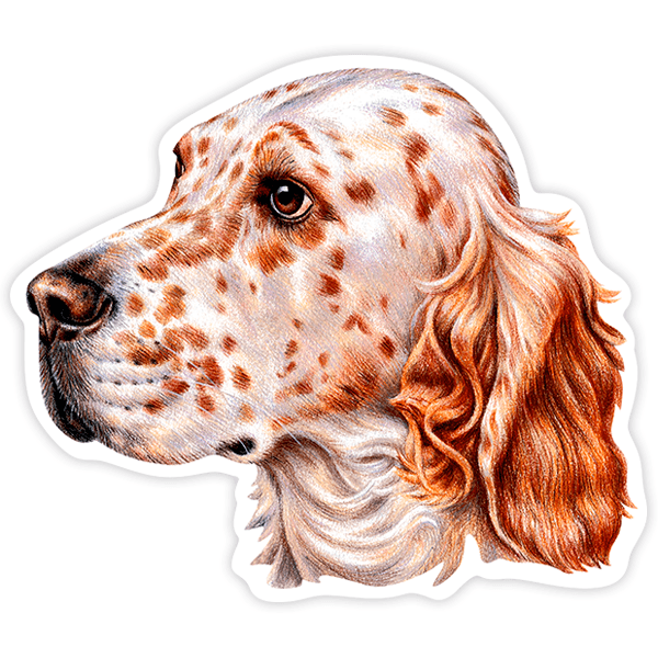 Autocollants English Setter