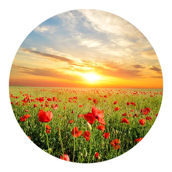 Stickers muraux: Coucher de Soleil dans un Champ de Coquelicots