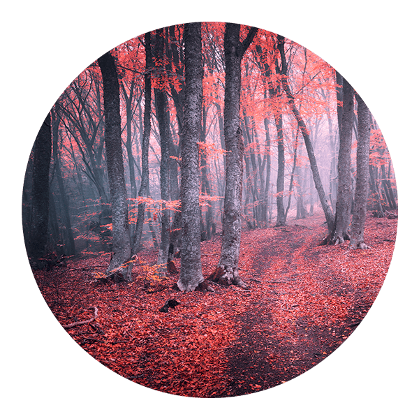 Stickers muraux: Forêt Rouge