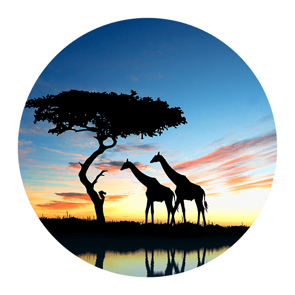 Stickers muraux: Ombres de girafe