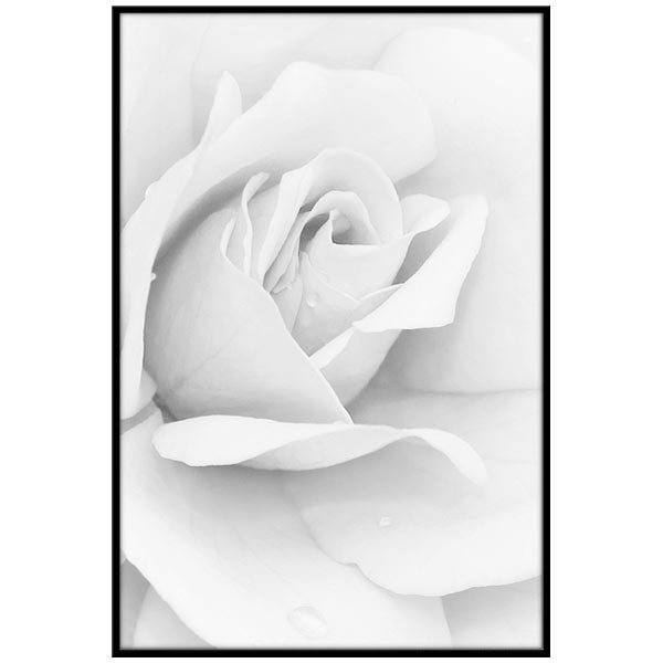 Stickers muraux: Peinture White Rose