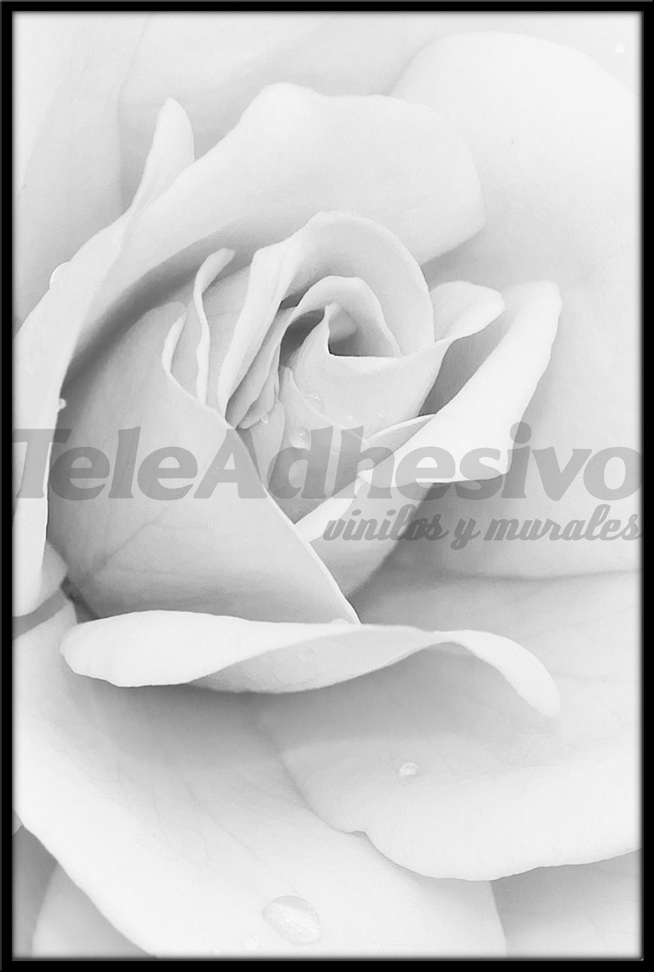 Stickers muraux: Peinture White Rose