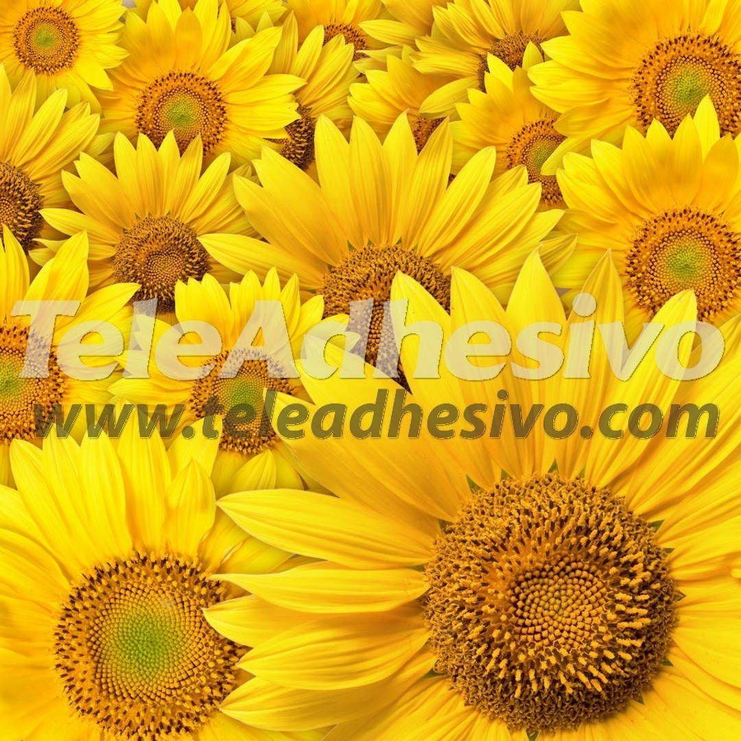 Poster xxl: Tournesols