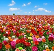 Poster xxl: Champ de fleurs 3