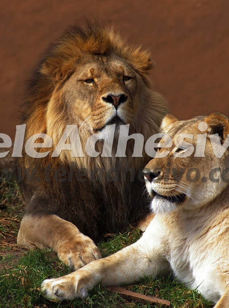 Poster xxl: Lion et lionne