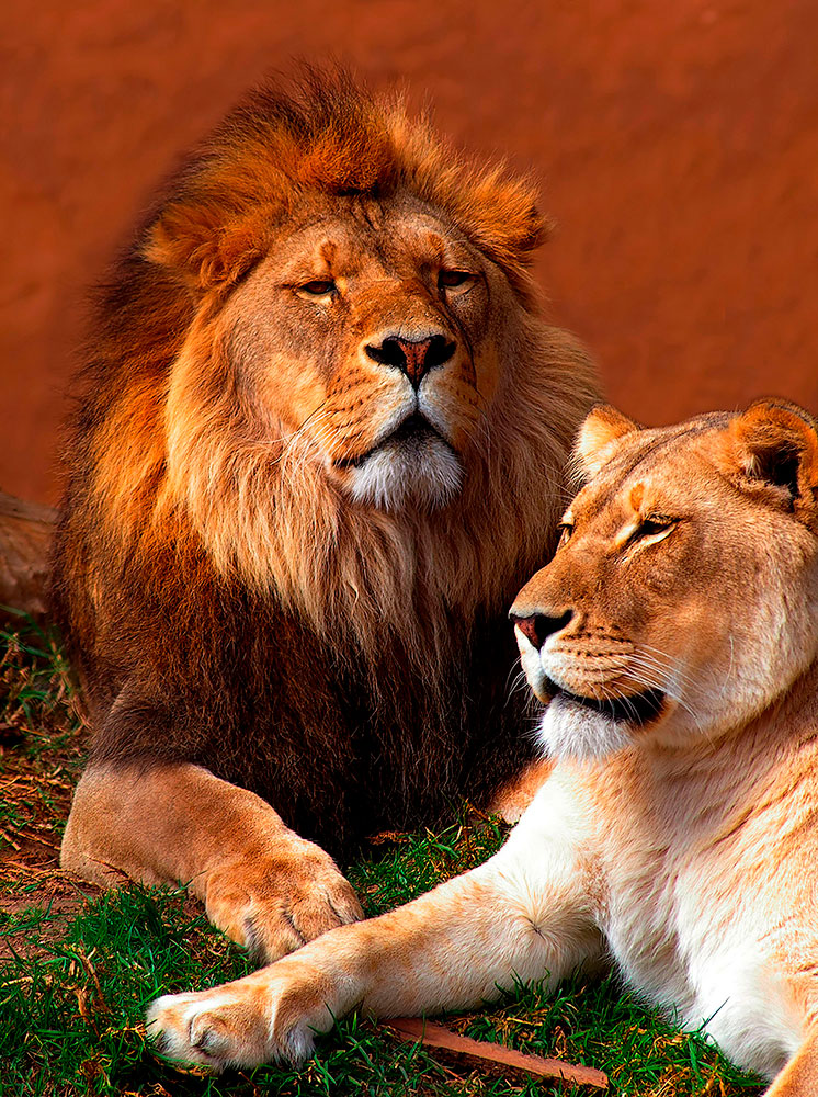 Poster xxl: Lion et lionne