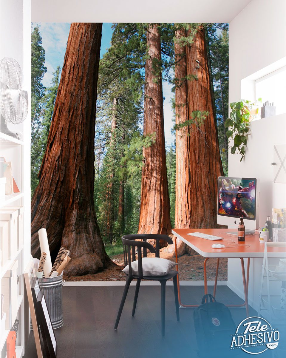 Poster xxl: Forêt de séquoia
