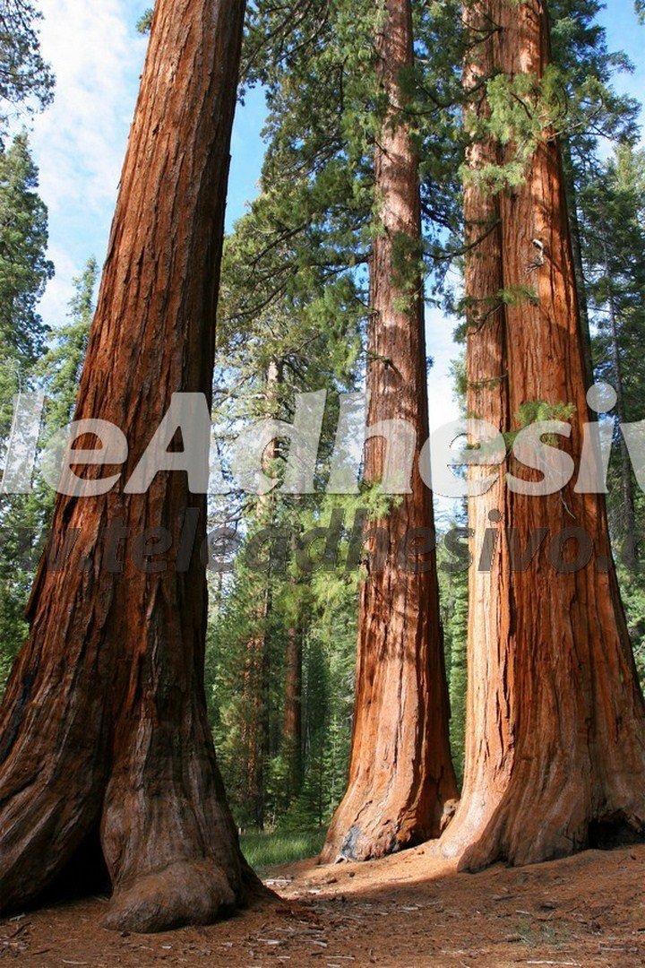 Poster xxl: Forêt de séquoia