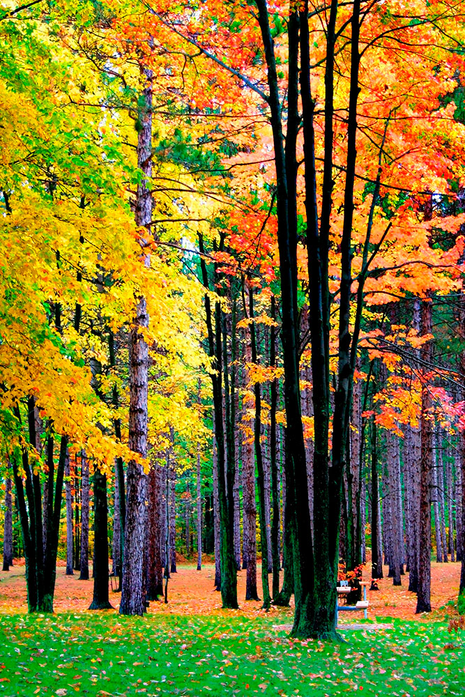 Poster xxl: For&ecirc;t automnale