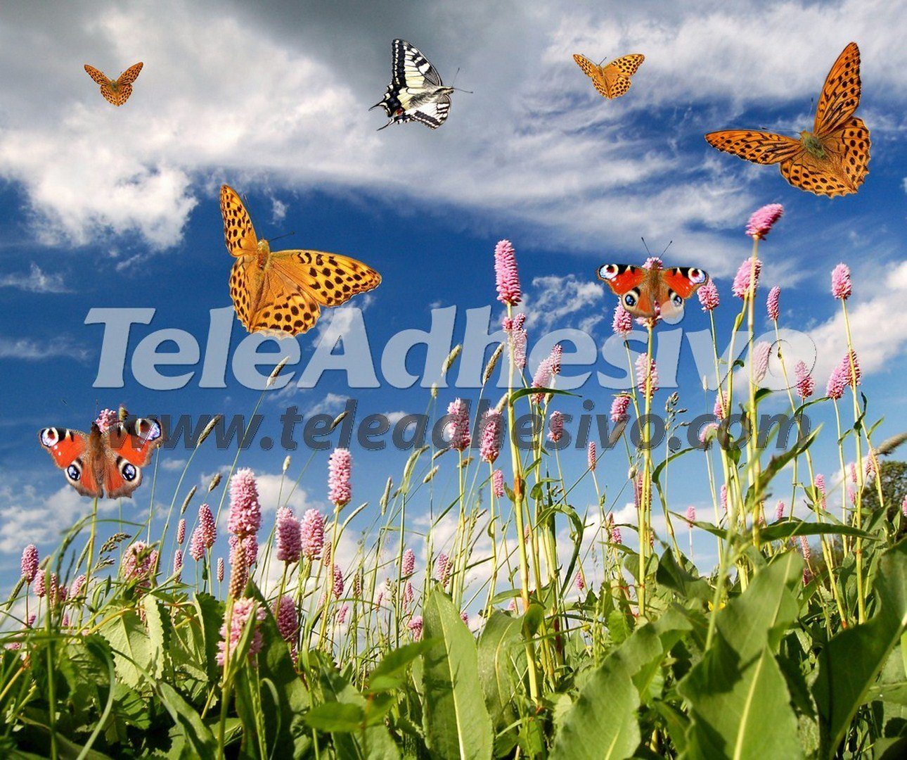 Poster xxl: Champ de papillons en lavande