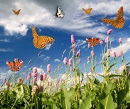 Poster xxl: Champ de papillons en lavande 3