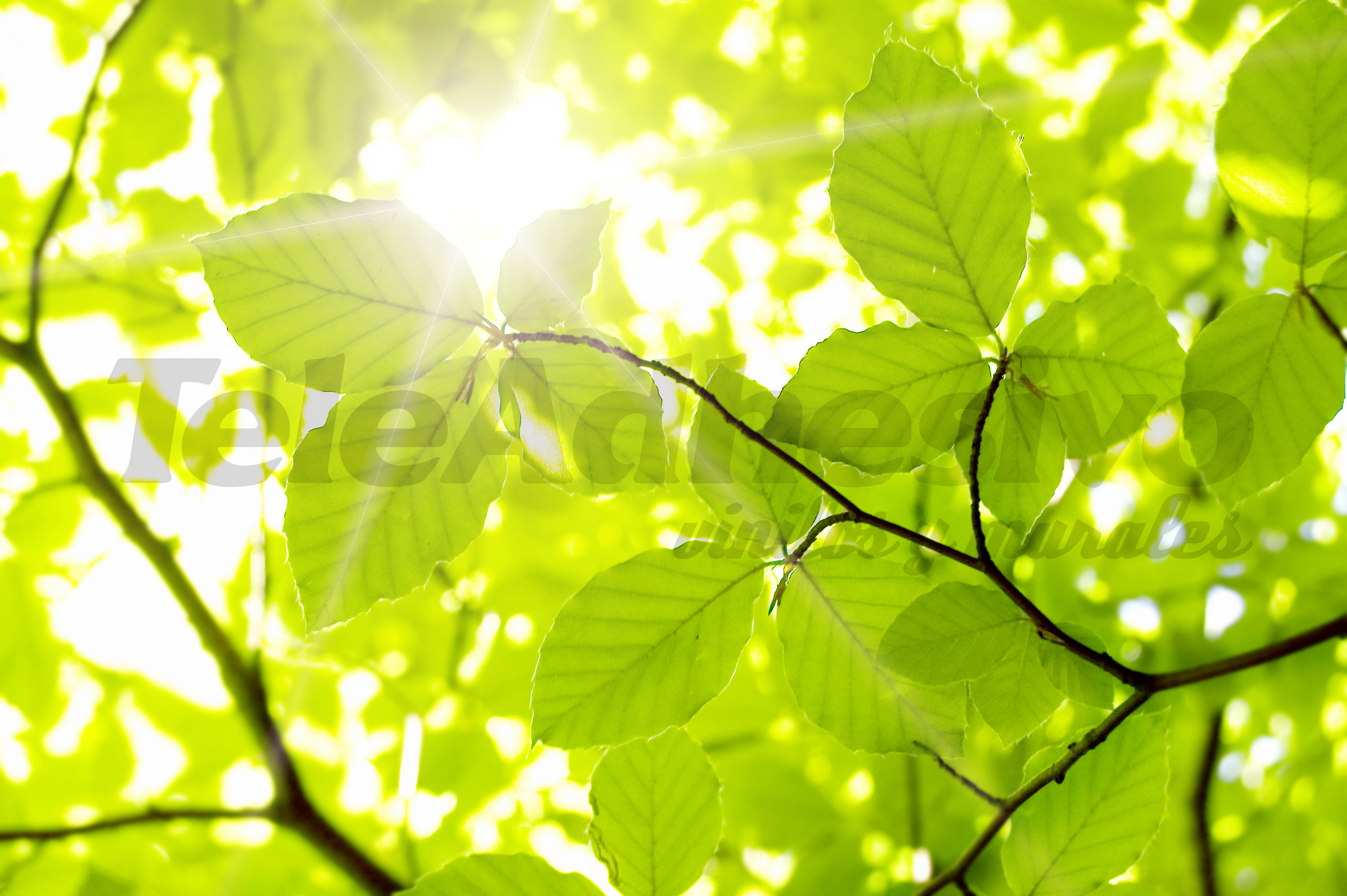 Poster xxl: Feuilles