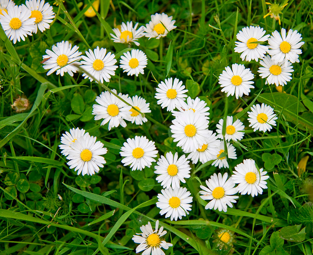 Poster xxl: Marguerites