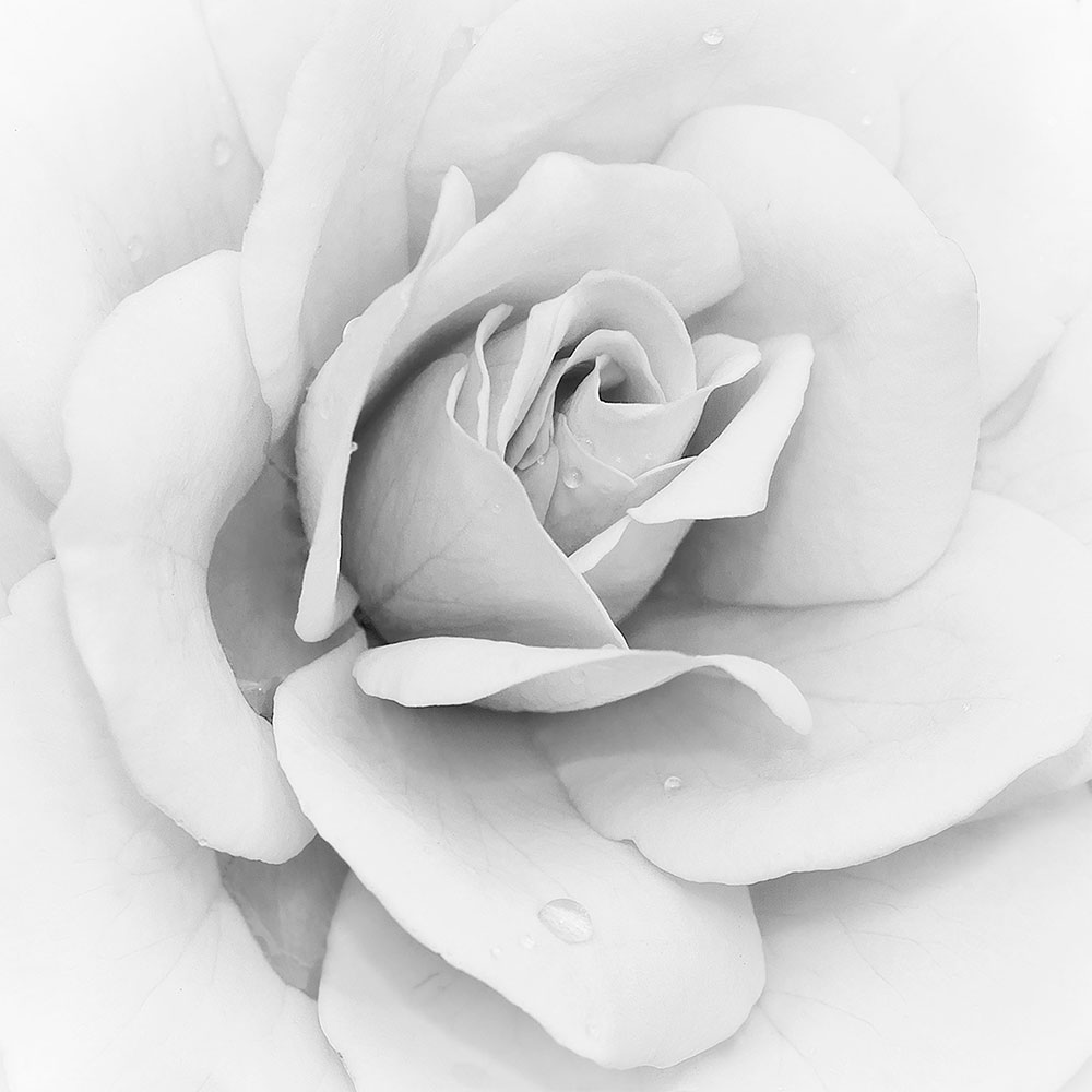 Poster xxl: Iceberg Rose Iceberg Rose