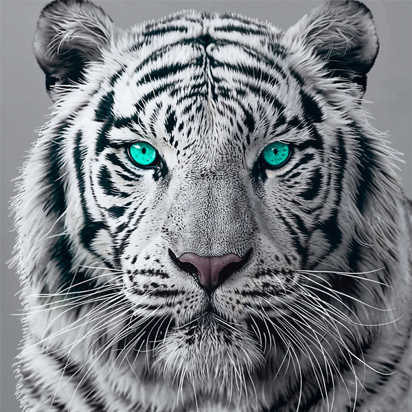 Poster xxl: White Tiger
