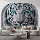 Poster xxl: White Tiger 4