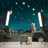 Poster xxl: Chat sur le toit 16