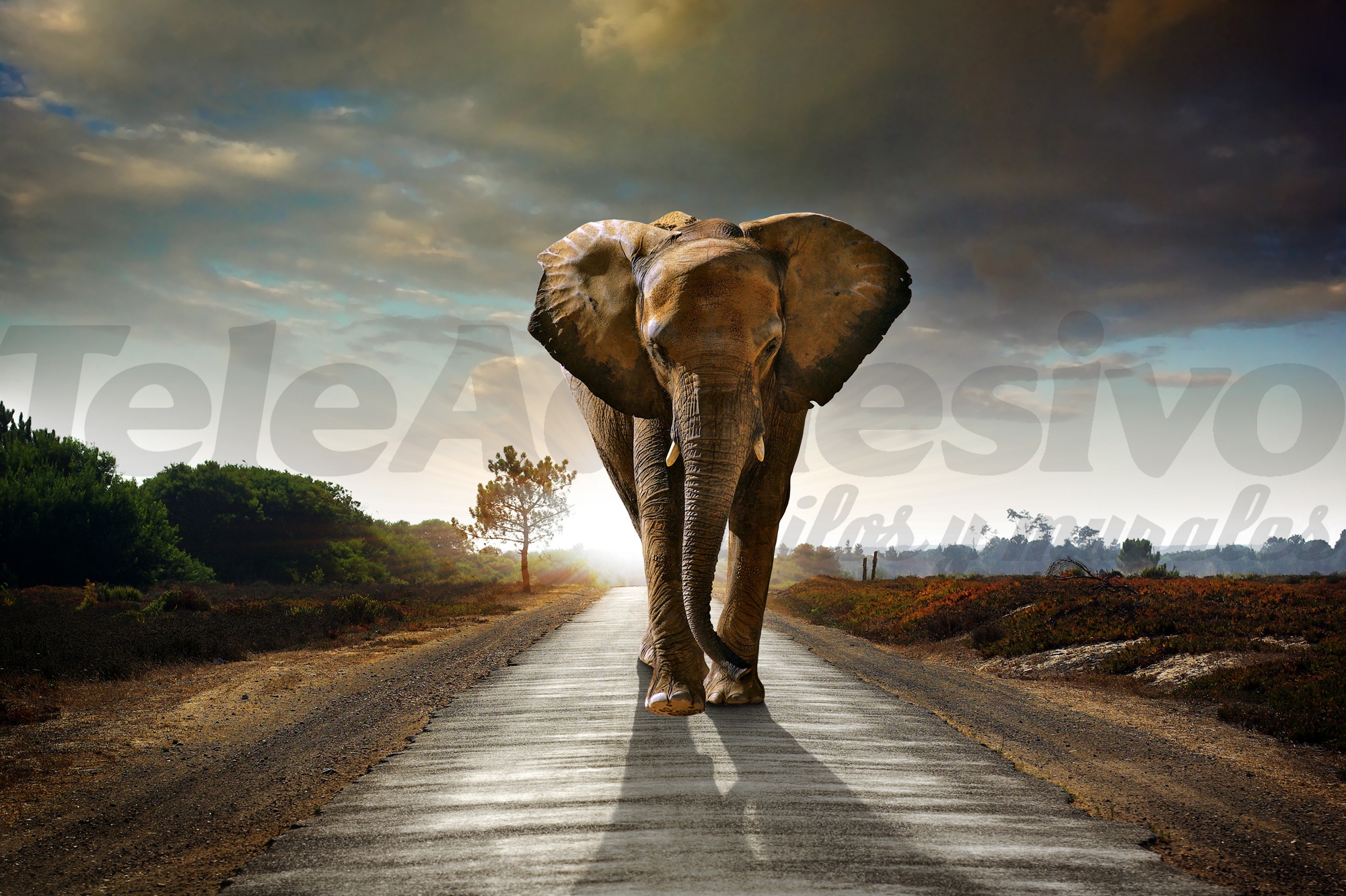 Poster xxl: éléphant