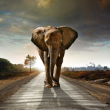 Poster xxl: éléphant 2