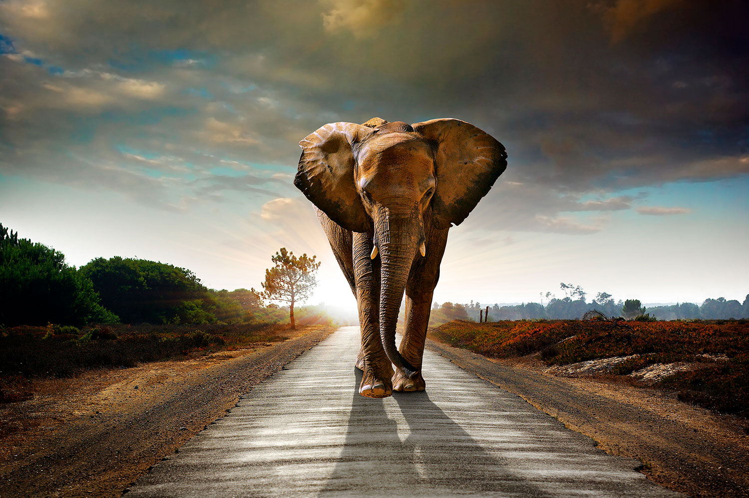 Poster xxl: &eacute;l&eacute;phant