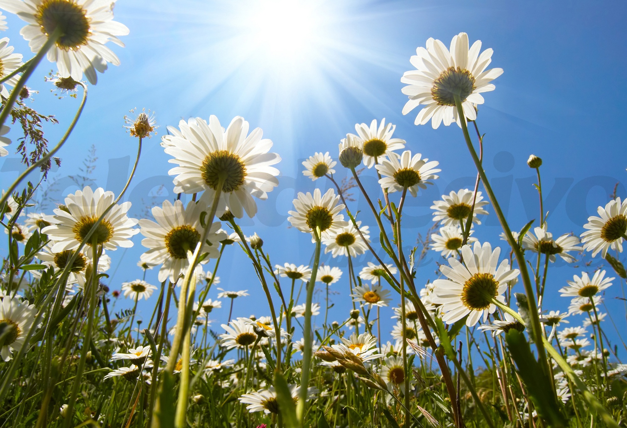 Poster xxl: Marguerites du sol