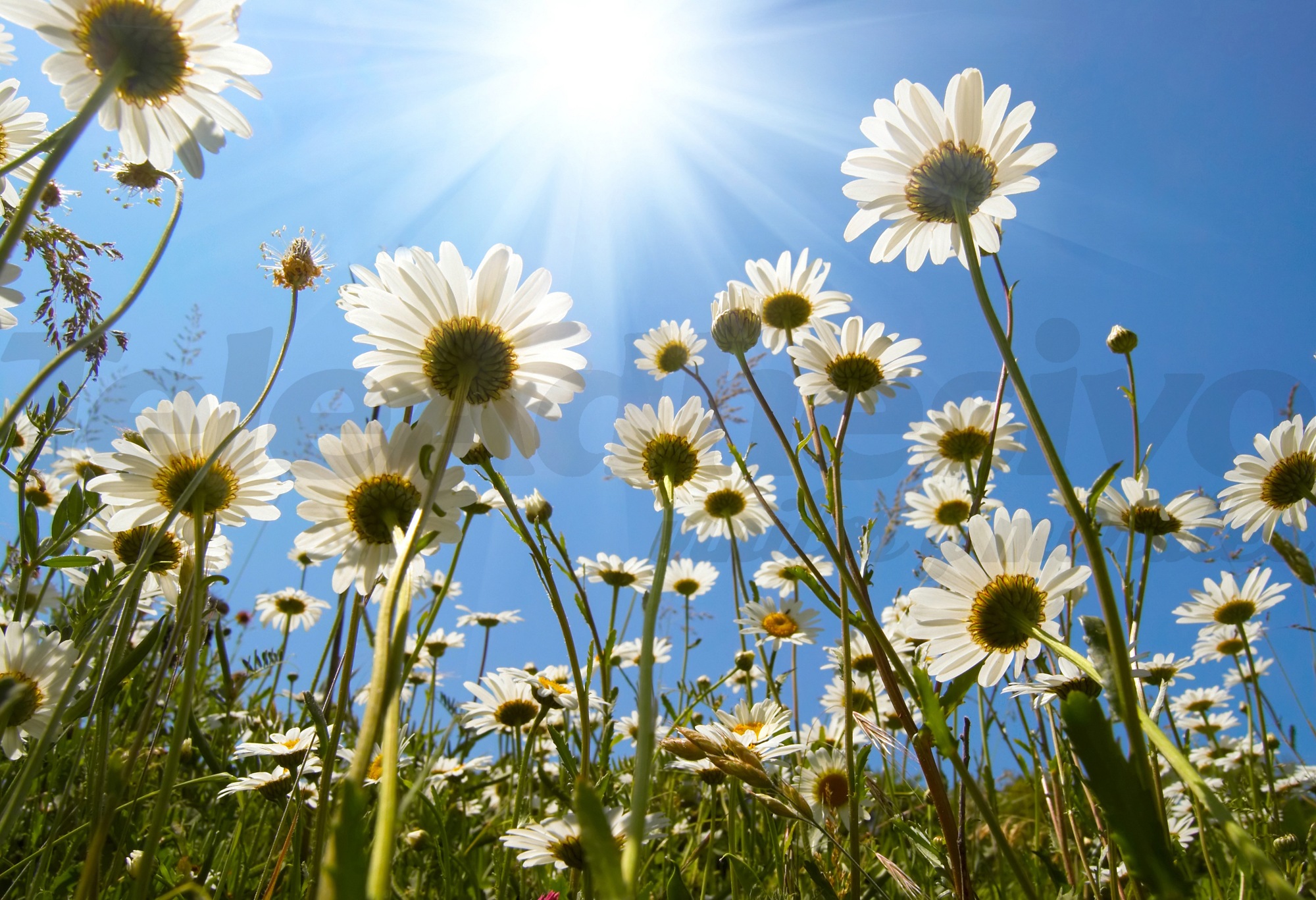 Poster xxl: Marguerites du sol