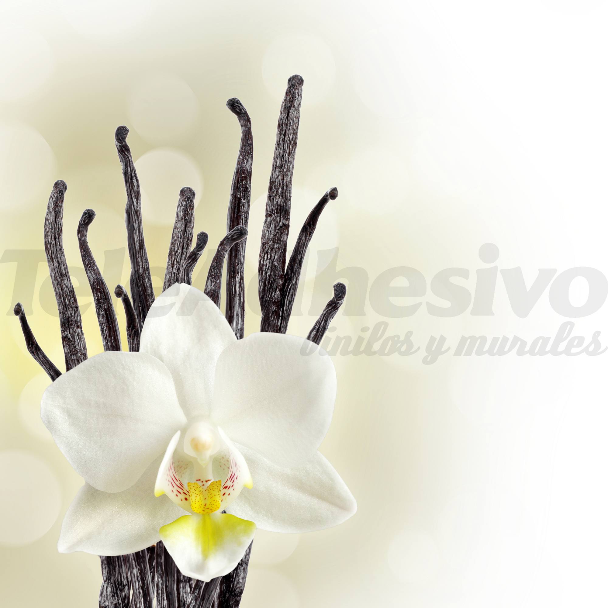 Poster xxl: Orchidée blanche