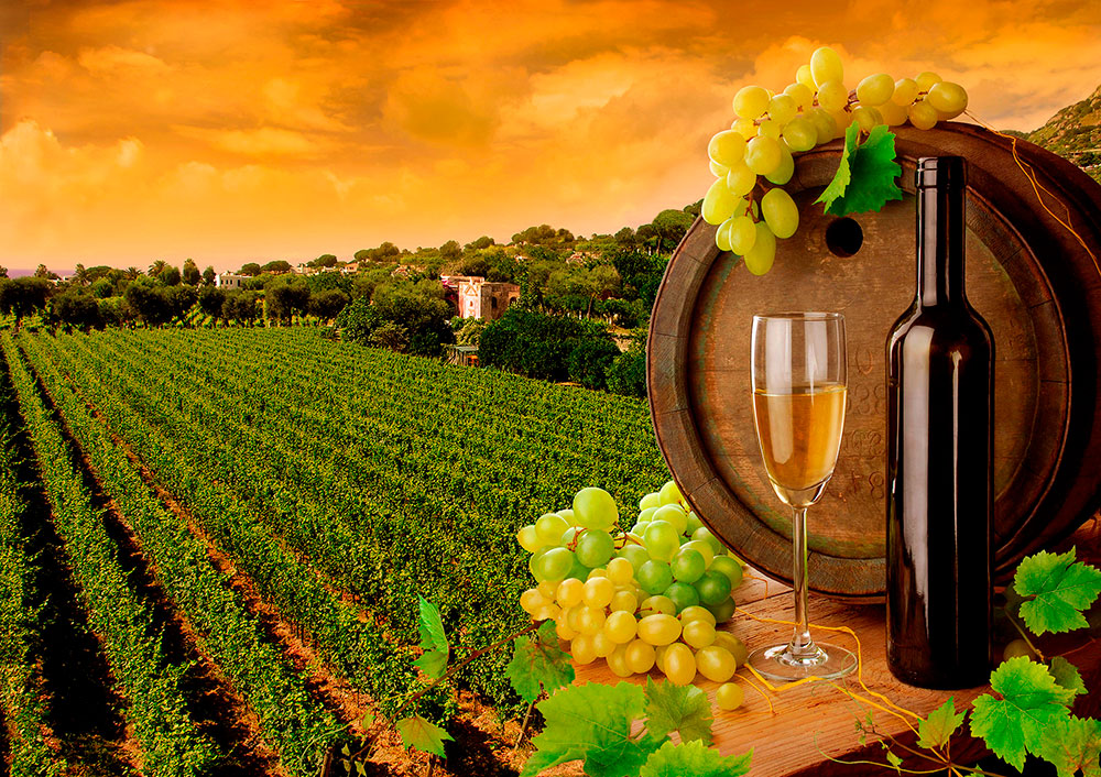 Poster xxl: Vignes et bouteilles