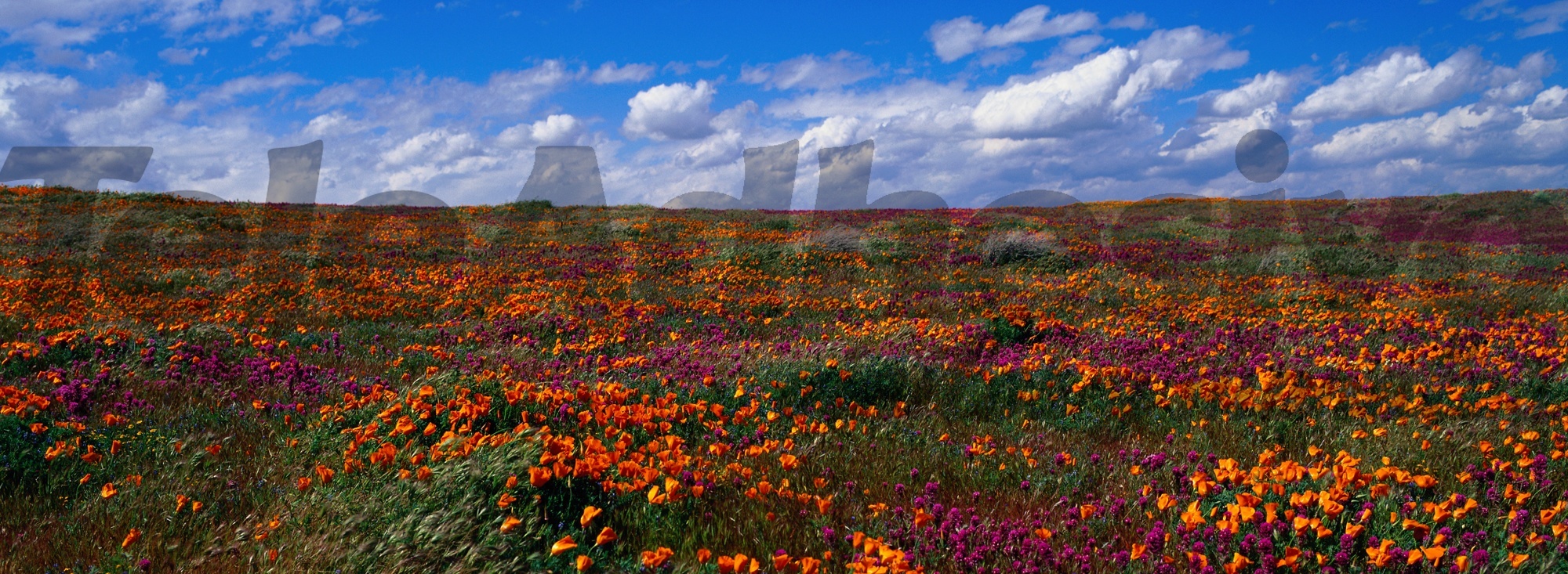 Poster xxl: Les champs de tulipes