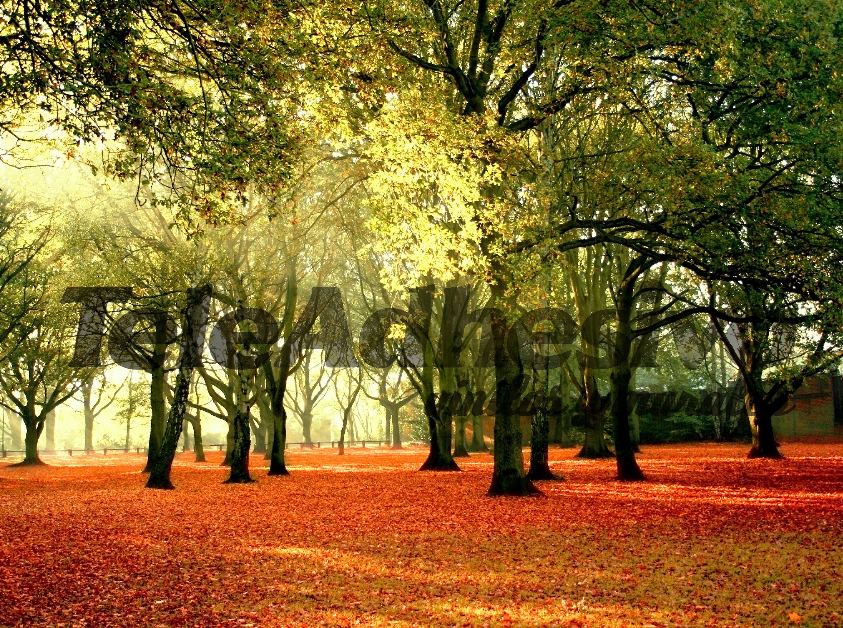 Poster xxl: Forêt au coucher du soleil