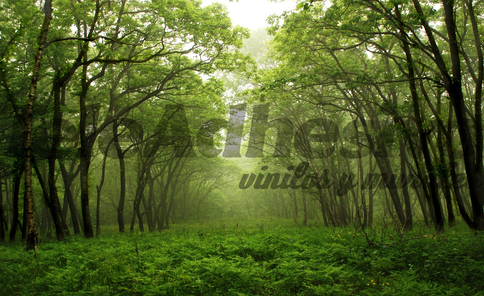 Poster xxl: Forêt verte