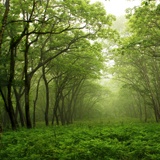 Poster xxl: Forêt verte 2