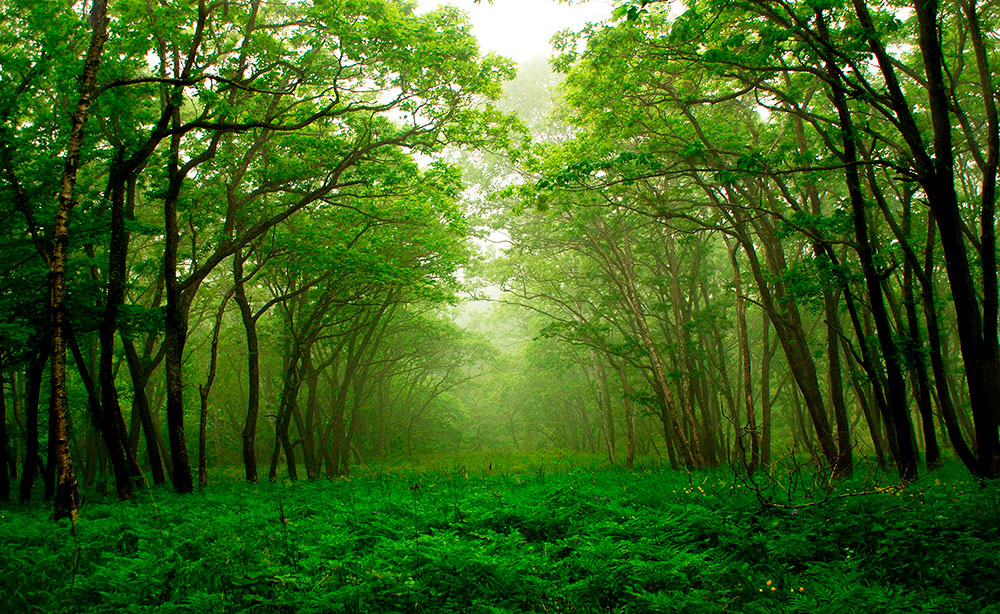 Poster xxl: For&ecirc;t verte