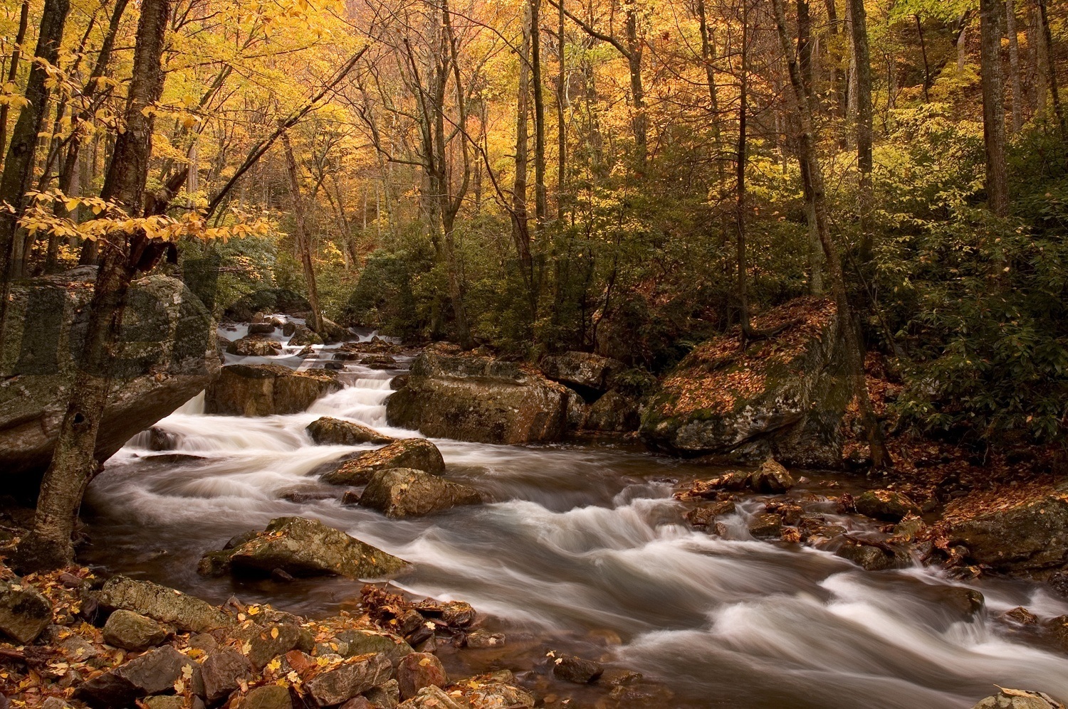 Poster xxl: Rivière de la forêt d'automne