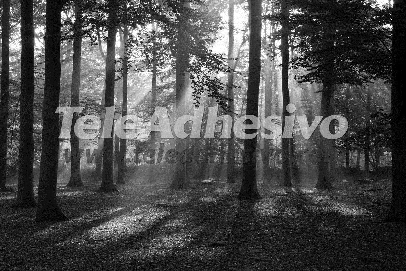 Poster xxl: Forêt en noir et blanc