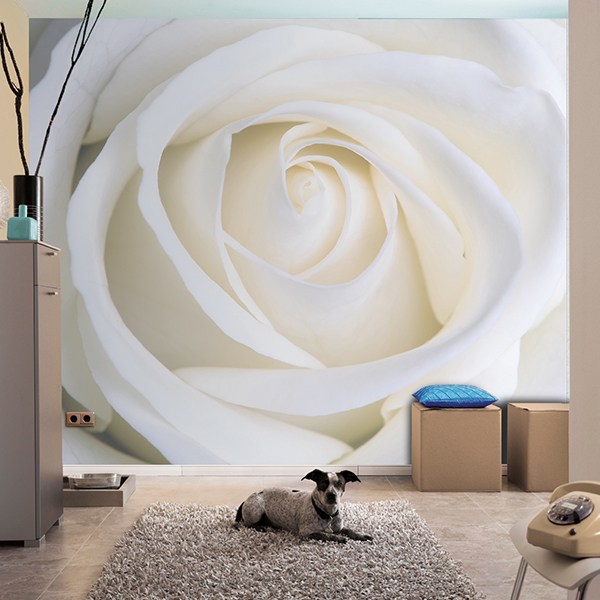 Poster xxl: Rose Blanche 0