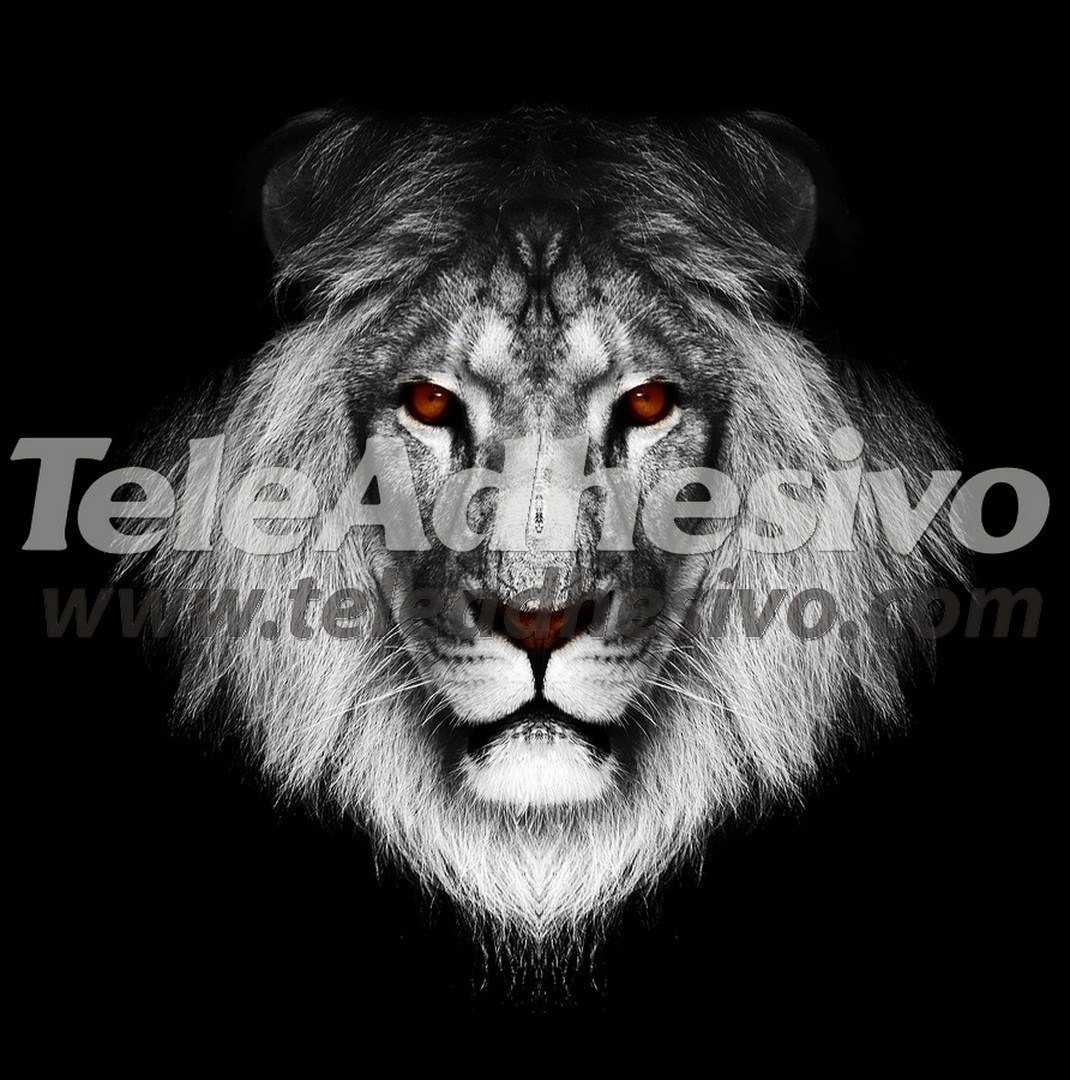 Poster xxl: Grand lion africain