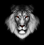 Poster xxl: Grand lion africain 3