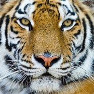 Poster xxl: Tigre du Bengale 3