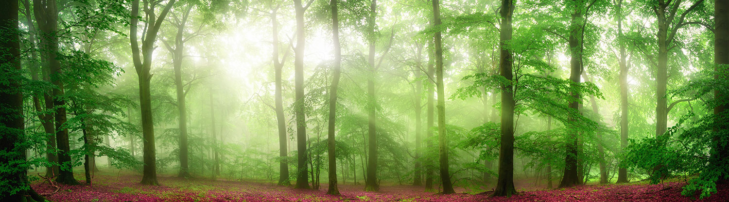 Poster xxl: For&ecirc;t de Feuilles Rouges