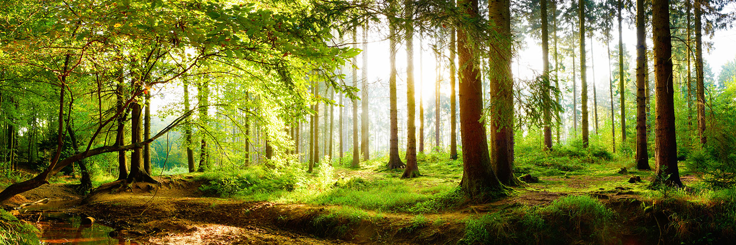 Poster xxl: Lever de Soleil Dans la For&ecirc;t