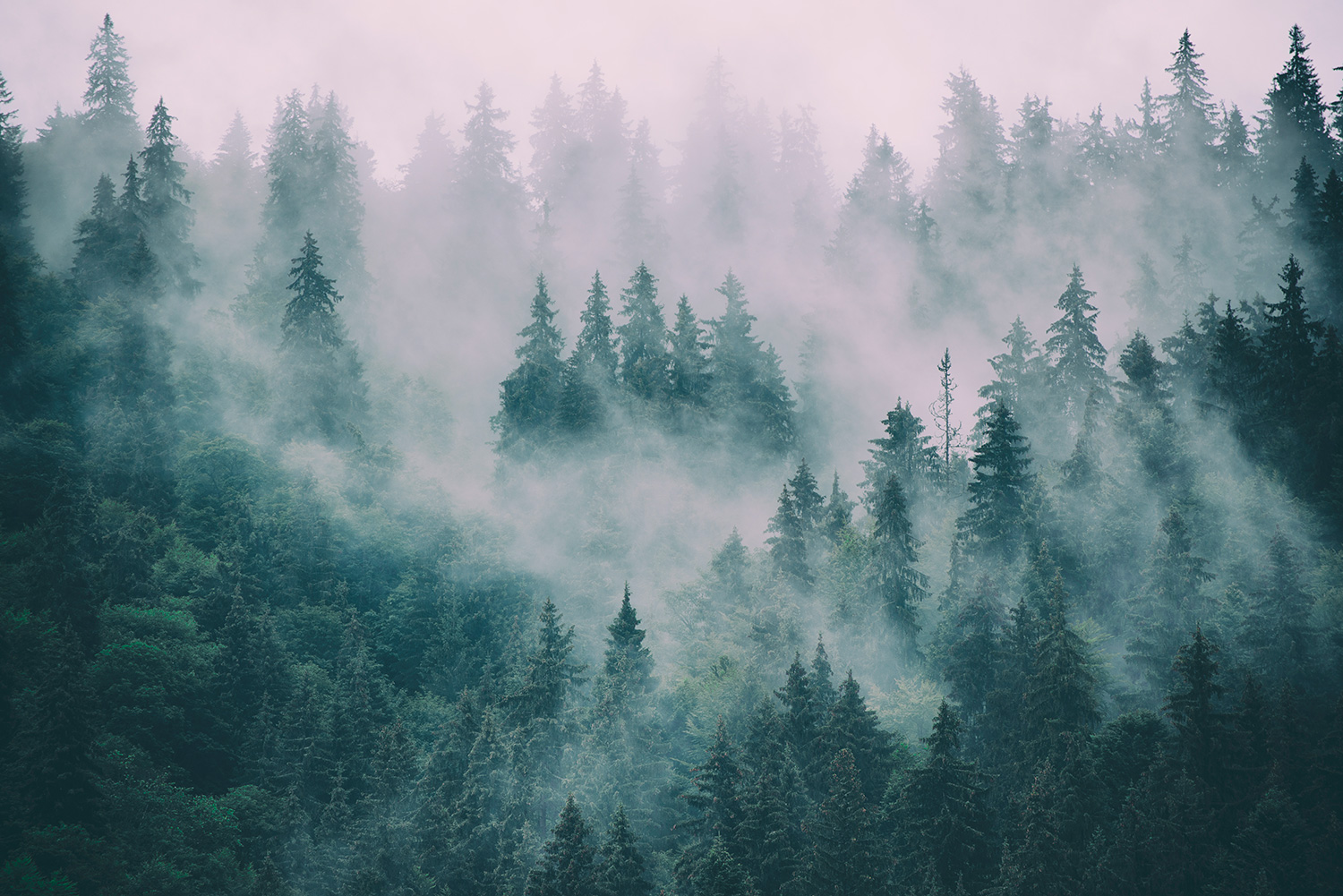 Poster xxl: Pins dans la Brume