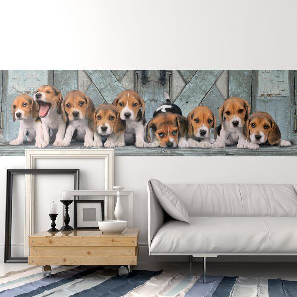 Poster xxl: Chiots beagles