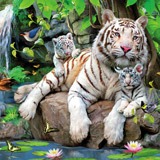 Poster xxl: Des tigres Albinos 2