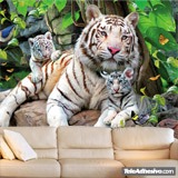 Poster xxl: Des tigres Albinos 3