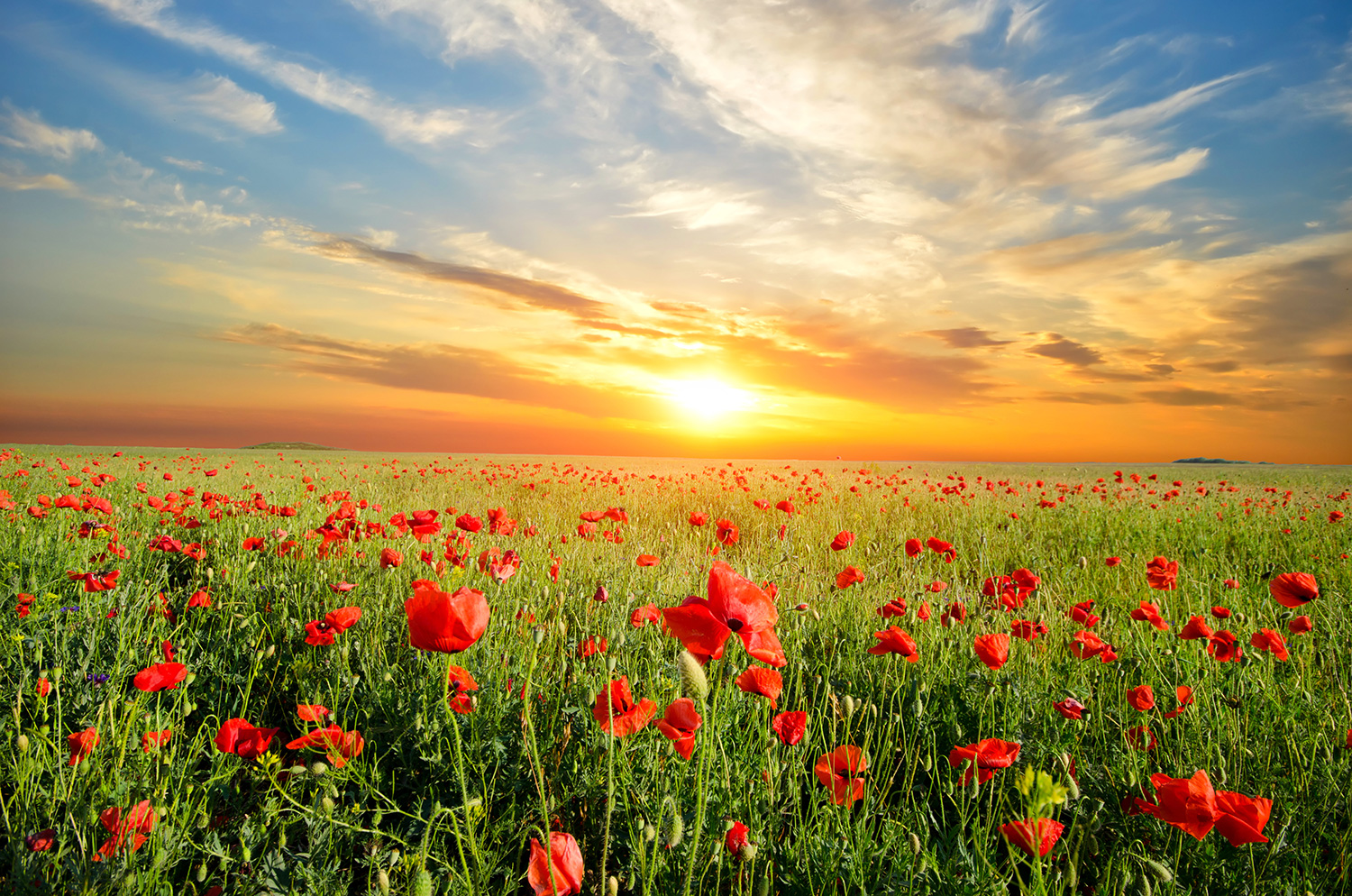 Poster xxl: Coquelicots au coucher du soleil
